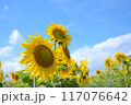 ひまわり畑に咲く大きなひまわり青空と白い雲 117076642
