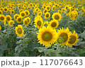一面に咲き誇ったひまわり畑 117076643