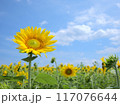 夏の空に咲く向日葵 117076644