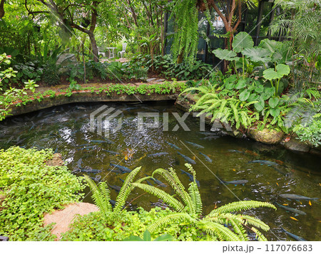 Blue mahseer fish at pond garden in outdoor cafe and restaurant 117076683