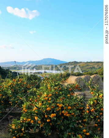 天水のみかん山 (熊本県玉名市) 天水のみかん山 (熊本県玉名市) 117076806