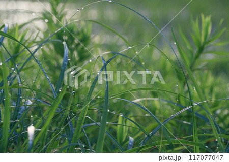 朝露の光る稲穂 朝露に濡れる稲穂 朝露の光る稲穂 朝露に濡れる稲穂 117077047