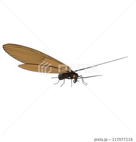 A brown and black insect with a long antennae and a black head 117077118
