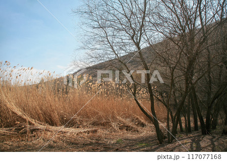Trees without leaves under the shade, red reeds, grasses, meadows. Trees without leaves under the shade, red reeds, grasses, meadows. 117077168