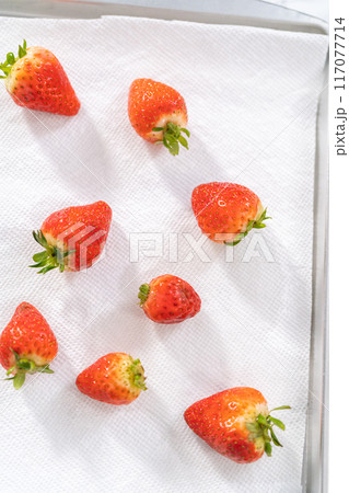 Juicy red strawberries, freshly washed, are spread out to dry on a baking sheet, carefully lined with paper towels to absorb excess moisture and prevent mold. 117077714