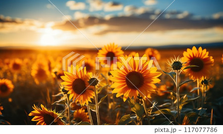 Sunflowers at sunset. Beautiful field of blooming sunflowers in golden light. Summer landscape with yellow flowers. 117077786
