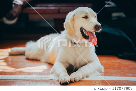 Funny pet labrador dog animal during seasonal activity. beautiful breed dog funny labrador outdoor pedigree pet portrait purebred. 117077909