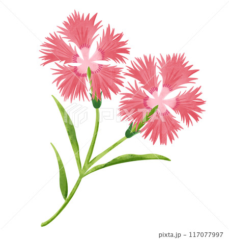 秋の七草　撫子の手描きイラスト 117077997