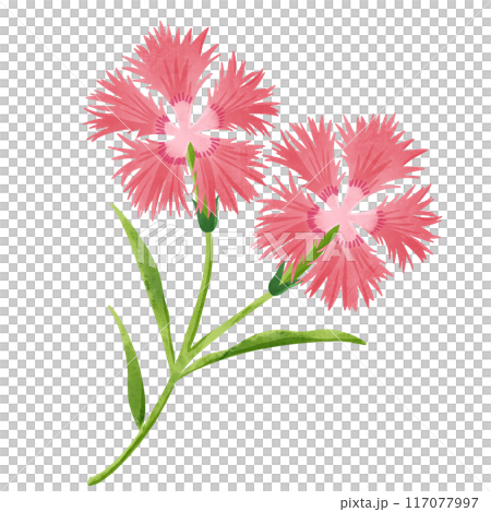 秋の七草　撫子の手描きイラスト 117077997