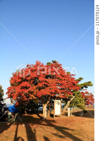 唐崎神社紅葉 117078124