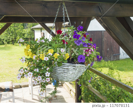 Close up white wicker basket, flower pot with various colorful blooming flowers hanging from wooden roofed pergola or altan. Close up white wicker basket, flower pot with various colorful blooming flowers hanging from wooden roofed pergola or altan. 117078131