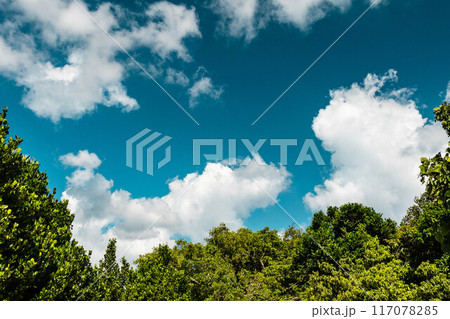 木々と夏の青空 117078285