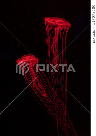 Two fluorescent jellyfish swimming underwater aquarium pool with red neon light. 117078580