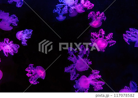 Lychnorhiza lucerna marble jellyfish in aquarium with purple neon light 117078582