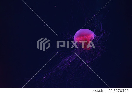 Fluorescent lion's mane jellyfish swimming underwater aquarium pool with red neon light. 117078599