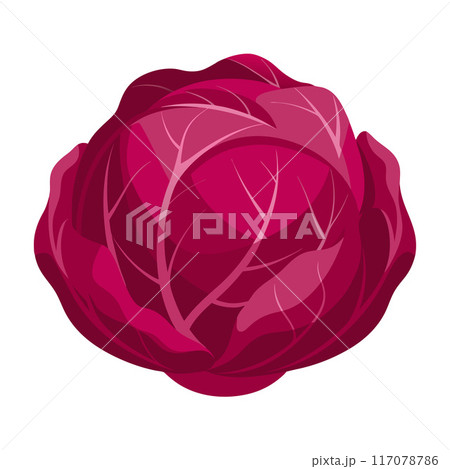 red cabbage vegetable for cooking meals. A bright element isolated on white for design.  117078786