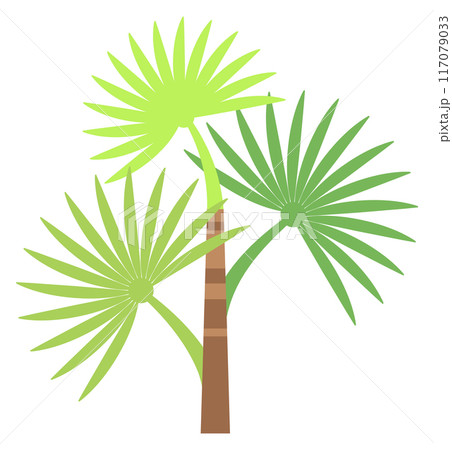 Jungle plant. Green tree. Exotic tropical palm 117079033