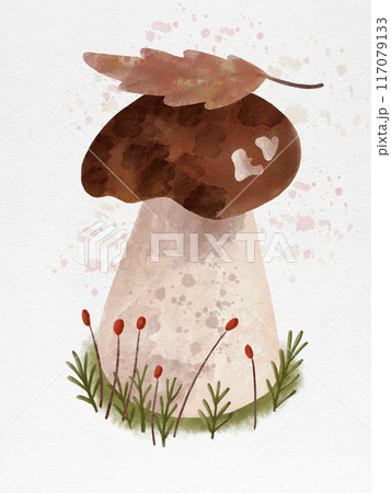 Watercolor hand drawn Boletus illustration 117079133