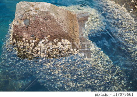 貝がびっしり付着したテトラポッド 117079661
