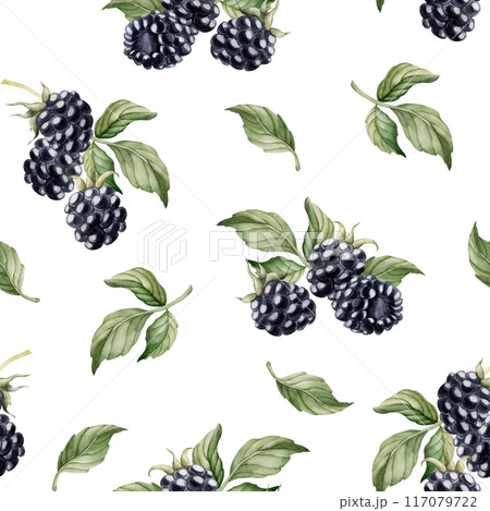 Blackberry, ripe berries with leaves. Watercolor illustration, floral seamless pattern on white background with summer fruit for table textile, summer fabrics, wrapping paper and food packages Blackberry, ripe berries with leaves. Watercolor illustration, floral seamless pattern on white background with summer fruit for table textile, summer fabrics, wrapping paper and food packages 117079722