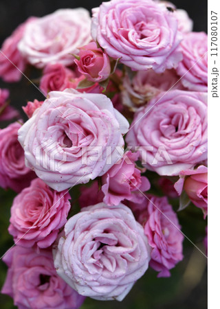 Delicate pink rose flowers. A large bouquet of roses on a bush. 117080107