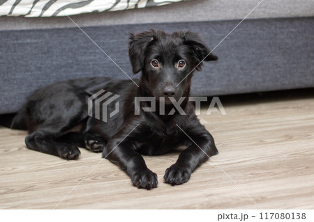 A black dog is comfortably laying on the floor in front of a couch 117080138