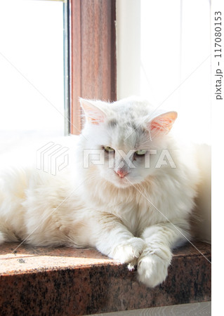 A white cat is relaxing peacefully on the windowsill 117080153