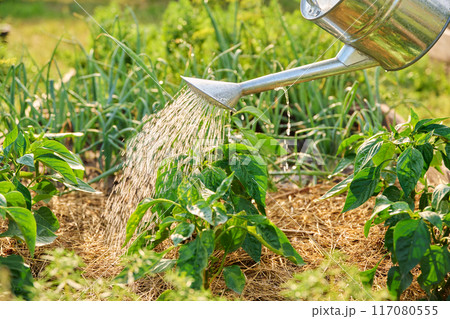 Close-up of watering can in hands watering sweet bell pepper plants Close-up of watering can in hands watering sweet bell pepper plants 117080555