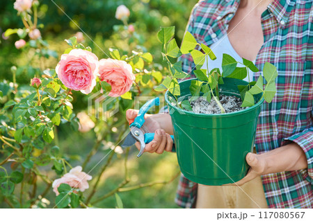 Propagation rooting roses by cuttings, close-up of rose cuttings in pot in hands 117080567