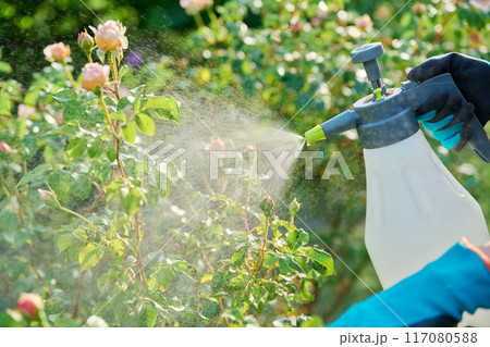 Gardener woman with sprayer caring spraying rose plants in backyard garden 117080588