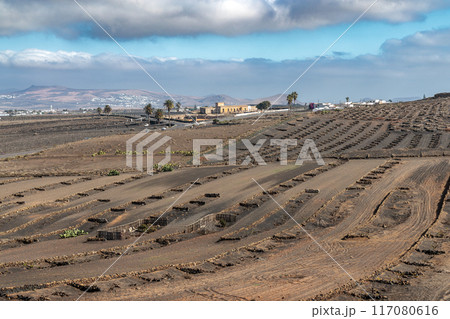 Typical grape growing on the island of Lanzarote, Canary Islands Typical grape growing on the island of Lanzarote, Canary Islands 117080616