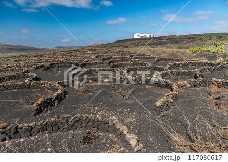 Typical grape growing on the island of Lanzarote, Canary Islands 117080617