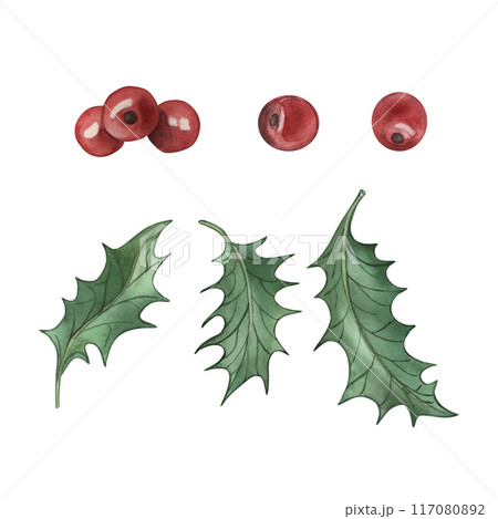 Berries and leaves of the Christmas holly. The illustration is hand-drawn in watercolor on a white background. For printing and design, postcards, invitations, textiles, holidays, new year, winter. 117080892