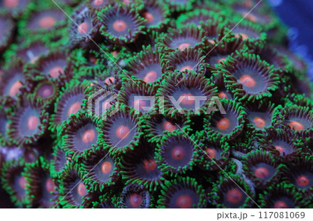 Orange Spot-Green Fringe Purple Zoanthids - Zoanthus spp 117081069