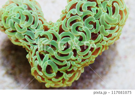 Metallic Green Wall Hammer Coral, Euphyllia ancora Metallic Green Wall Hammer Coral, Euphyllia ancora 117081075