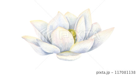 White Lotus flower. Asian Water Lily. Side view of aquatic blooming plant. Delicate Sacred Lotus. Multi petaled flower head. Watercolor illustration for cosmetic design, package, greeting White Lotus flower. Asian Water Lily. Side view of aquatic blooming plant. Delicate Sacred Lotus. Multi petaled flower head. Watercolor illustration for cosmetic design, package, greeting 117081138