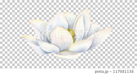 White Lotus flower. Asian Water Lily. Side view of aquatic blooming plant. Delicate Sacred Lotus. Multi petaled flower head. Watercolor illustration for cosmetic design, package, greeting 117081138