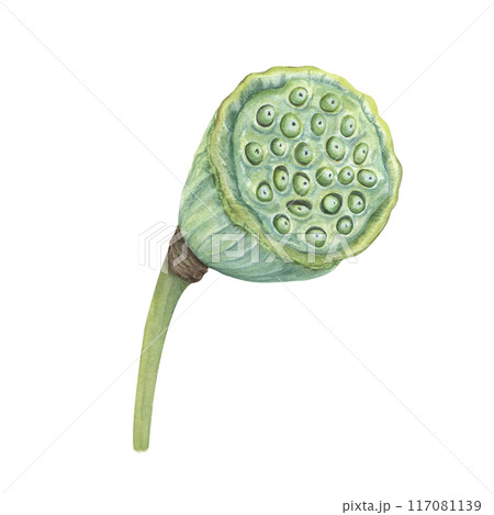 Lotus seed head. Green Water Lily pod on stem. Tropical aquatic plants. Asian exotic flower. Harvesting. Side view. Watercolor botanical illustration. For cosmetic, ayurveda products, poster 117081139