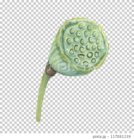 Lotus seed head. Green Water Lily pod on stem. Tropical aquatic plants. Asian exotic flower. Harvesting. Side view. Watercolor botanical illustration. For cosmetic, ayurveda products, poster Lotus seed head. Green Water Lily pod on stem. Tropical aquatic plants. Asian exotic flower. Harvesting. Side view. Watercolor botanical illustration. For cosmetic, ayurveda products, poster 117081139