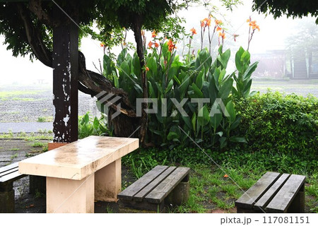 雨に濡れたカンナの花・季節の花の背景素材 117081151