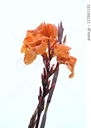 雨に濡れたカンナの花・季節の花の背景素材 117081152