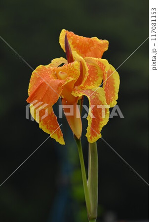雨に濡れたカンナの花・季節の花の背景素材 117081153
