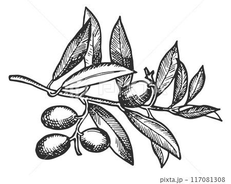 Growing olives engraving. Tree branch with fresh berries 117081308