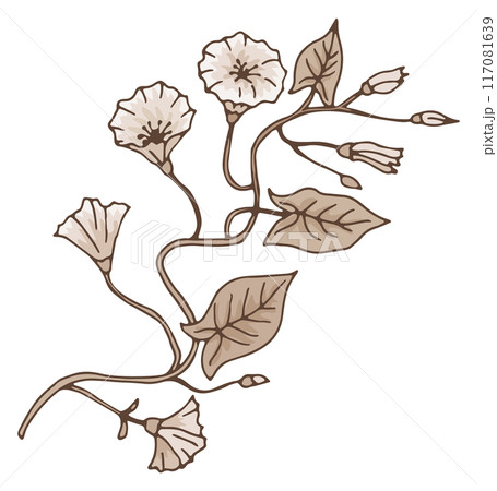Bindweed drawing. Organic healthy plant....のイラスト素材 [117081639] - PIXTA