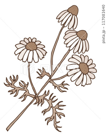 Chamomile herb sketch. Hand drawn organic botany 117081640