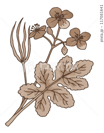 Chelidonium herb drawing. Medical plant botanical illustration 117081641