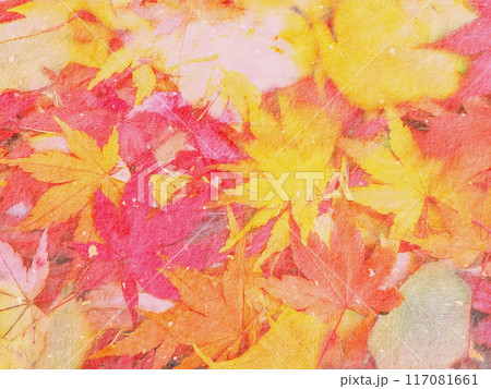 紅葉したモミジの葉 117081661