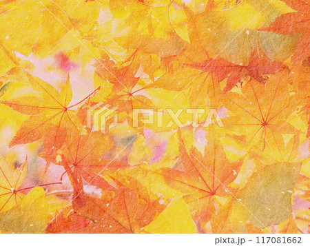 紅葉したモミジの葉 117081662