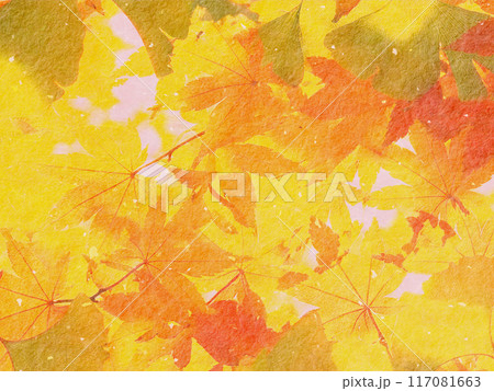 紅葉したモミジの葉 117081663