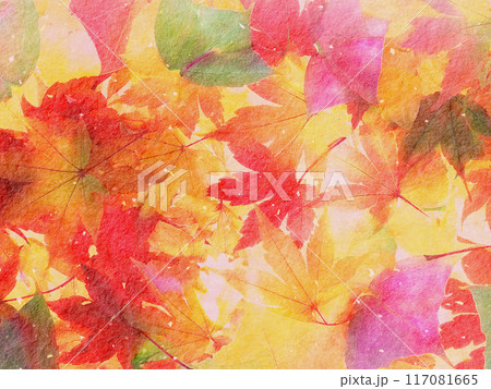 紅葉したモミジの葉 117081665